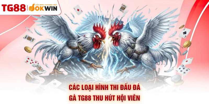 Các loại hình thi đấu đá gà TG88 thu hút hội viên