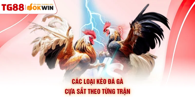 Các loại kèo đá gà cựa sắt theo từng trận
