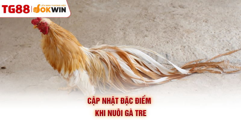Cập nhật đặc điểm khi nuôi gà tre