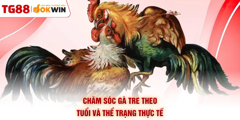 Chăm sóc gà tre theo tuổi và thể trạng thực tế