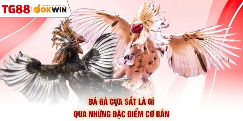 Đá gà cựa sắt là gì qua những đặc điểm cơ bản