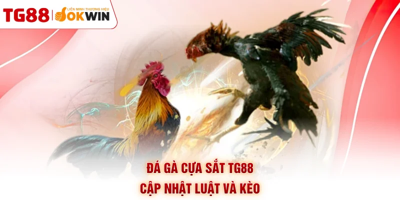 Đá gà cựa sắt TG88 cập nhật luật và kèo