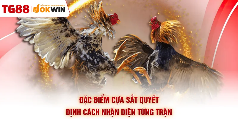 Đặc điểm cựa sắt quyết định cách nhận diện từng trận
