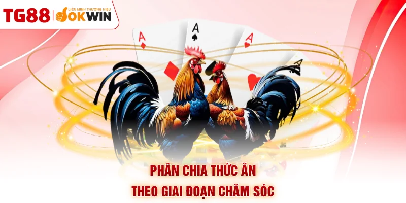 Phân chia thức ăn theo giai đoạn chăm sóc