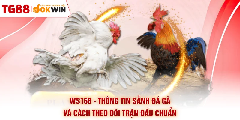 WS168 - Thông Tin Sảnh Đá Gà Và Cách Theo Dõi Trận Đấu Chuẩn